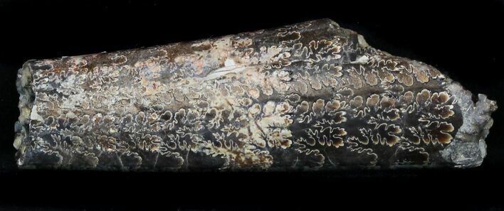 Fossil Baculites Section - South Dakota #33882